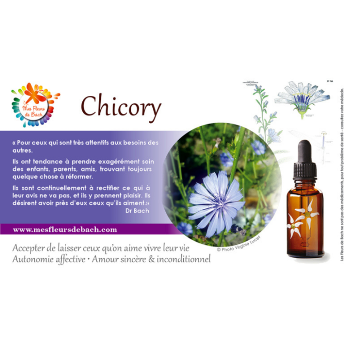 Chicory Deva 15 ml (Chicorée) Deva 3 - mesfleursdebach.com 
