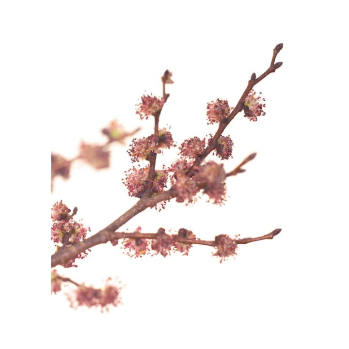 Elm Deva 15 ml (Orme) Deva 2 - mesfleursdebach.com 