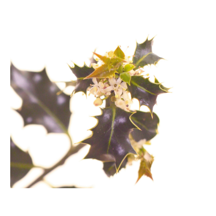 Holly Deva 15 ml (Houx) Deva 2 - mesfleursdebach.com 