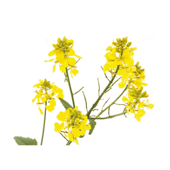 Mustard Deva 15 ml (Moutarde) Deva 2 - mesfleursdebach.com 