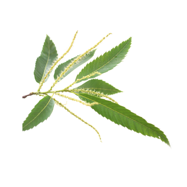 Sweet Chestnut Deva 15 ml (Châtaignier) Deva 2 - mesfleursdebach.com 