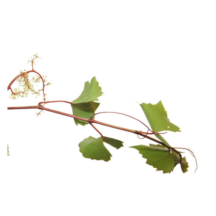 Vine Deva 15 ml (Vigne) Deva 2 - mesfleursdebach.com 
