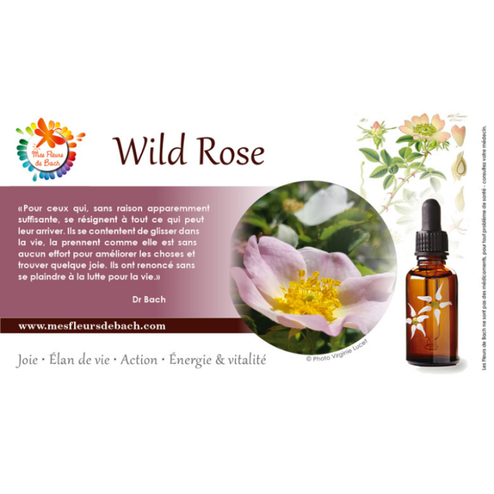 Wild Rose Deva 15 ml (Églantine) Deva 3 - mesfleursdebach.com 