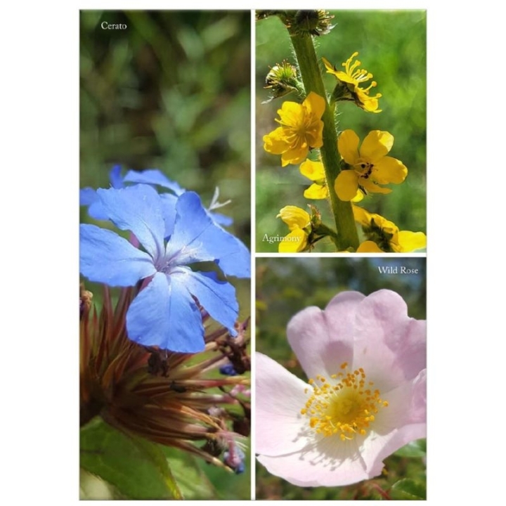 Jardinage: Les fleurs de Bach pour les plantes de nos jardins de Stefan Ball [product.brand] 9 - mesfleursdebach.com 