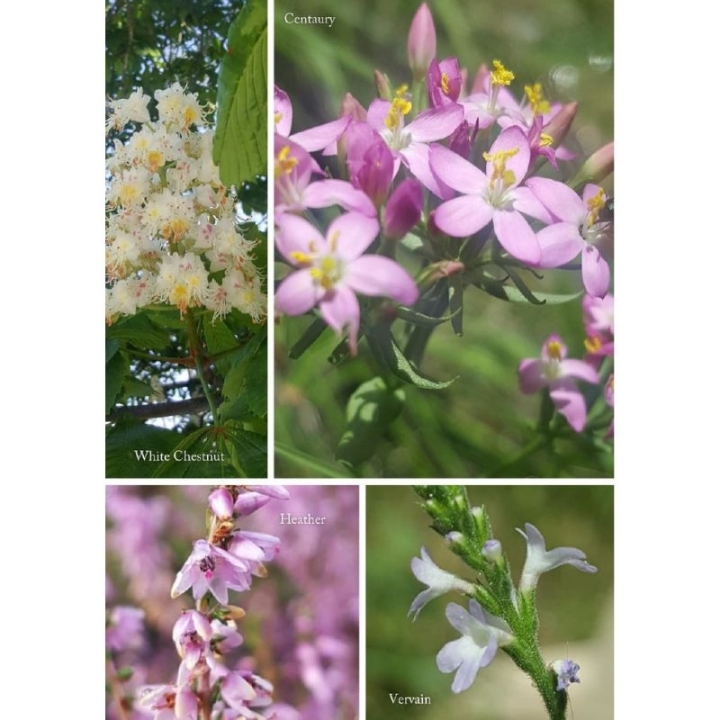Jardinage: Les fleurs de Bach pour les plantes de nos jardins de Stefan Ball [product.brand] 10 - mesfleursdebach.com 