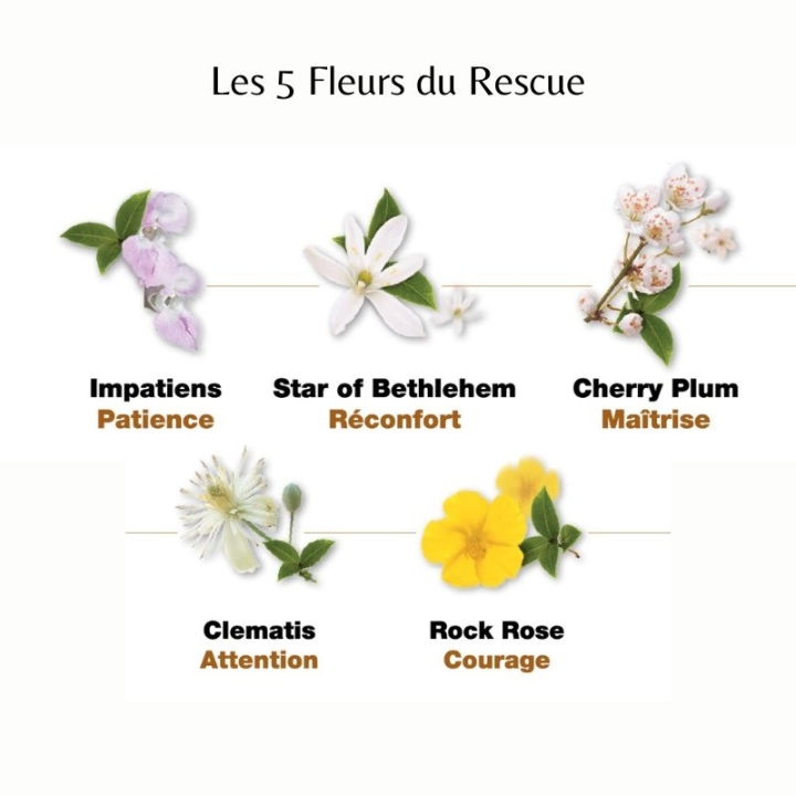 Bach - Rescue Capsules - Harmonie et positivité Bach Original Bach Original Nelsons 8 - mesfleursdebach.com 