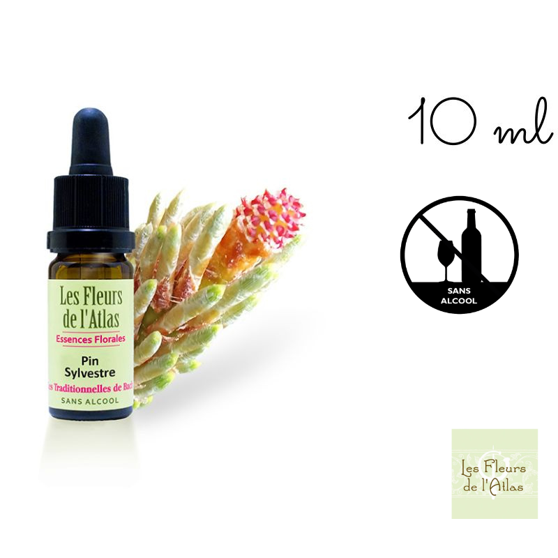Fleurs de l'atlas Pine compte-gouttes 10 ml sans alcool Mes fleurs de bach