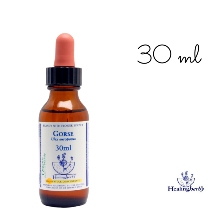 Gorse Healing Herbs 30 ml (Ajonc) Healing Herbs 4 - mesfleursdebach.com 