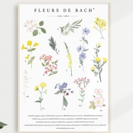 Poster aquarelle A4 Fleurs de Bach par Camille Grandmougin Mes Fleurs de BACH 1 - mesfleursdebach.com 