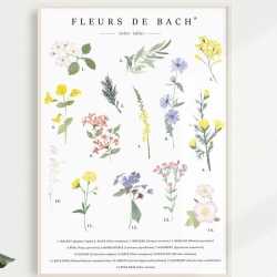 Poster aquarelle A4 Fleurs de Bach par Camille Grandmougin