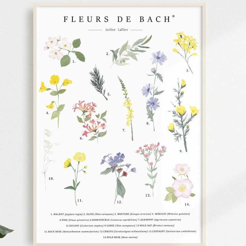 Poster aquarelle A4 Fleurs de Bach par Camille Grandmougin