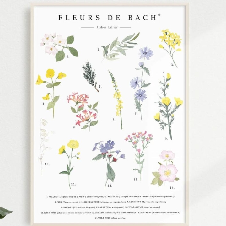 Poster aquarelle A4 Fleurs de Bach par Camille Grandmougin Mes Fleurs de BACH 1 - mesfleursdebach.com 