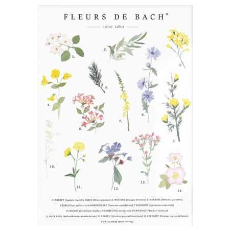 Carte postale aquarelle Fleurs de Bach