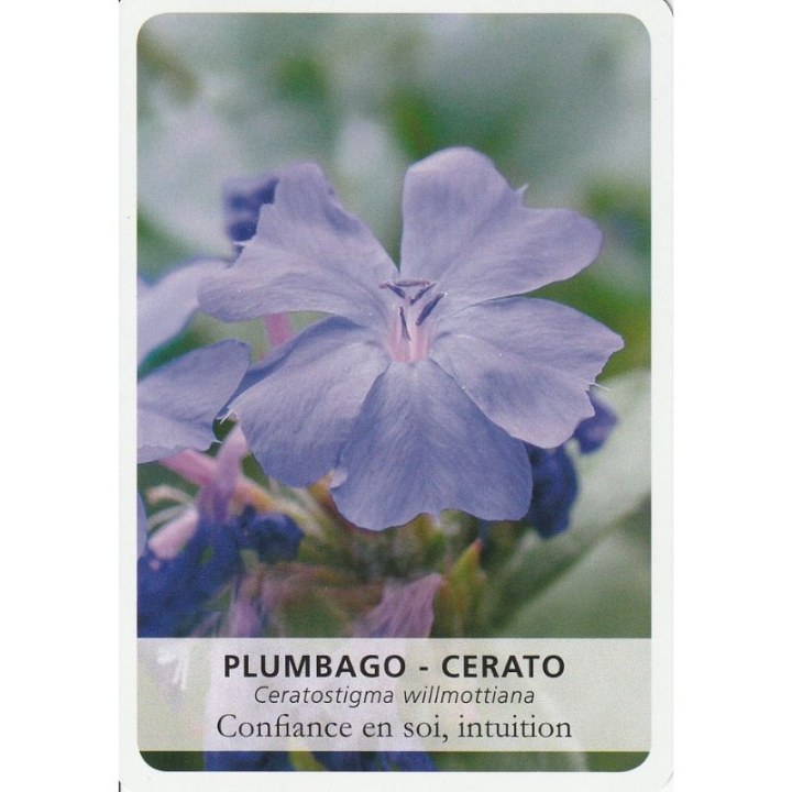 39 Cartes des élixirs floraux du DR Bach de Philippe Deroide - Deva - 10*7cm Deva 4 - mesfleursdebach.com 