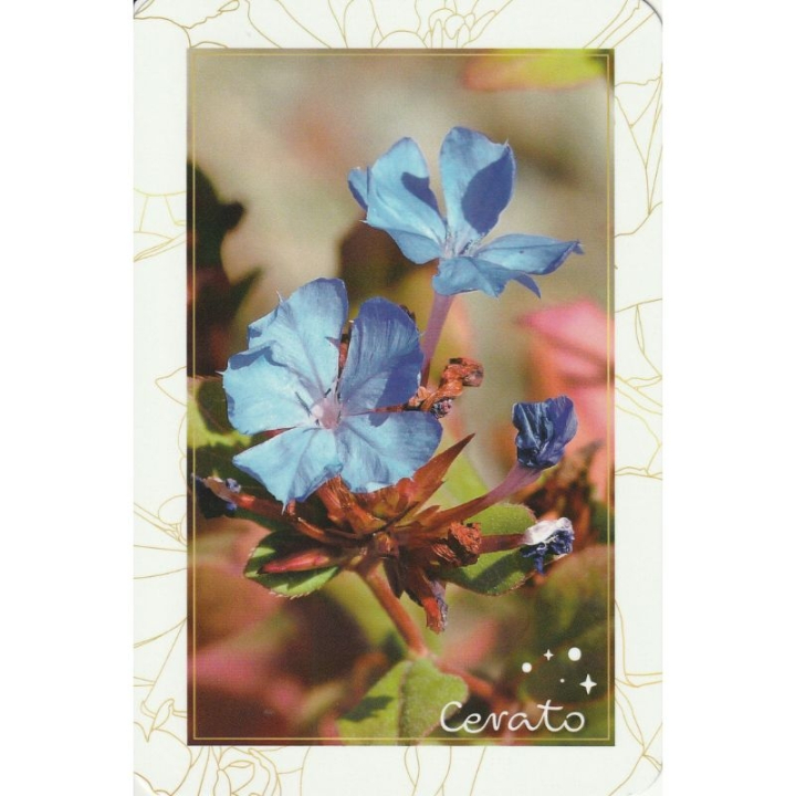 Oracle - L'âme agit des Fleurs - Valérie Ruffié [product.brand] 2 - mesfleursdebach.com 