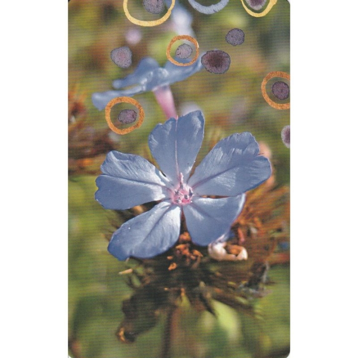 Coffret de 38 cartes Fleurs de Bach par Lucilla Satanassi - 14.5*9cm Mes Fleurs de BACH 4 - mesfleursdebach.com 