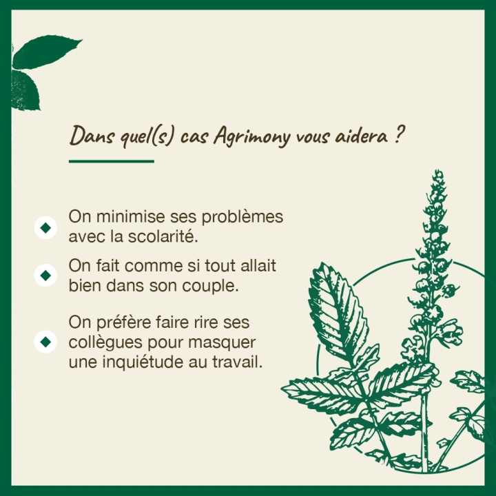 Agrimony Bach Original - Fleur de Bach Authentique 20 ml (Aigremoine) Bach Original Nelsons 4 - mesfleursdebach.com 