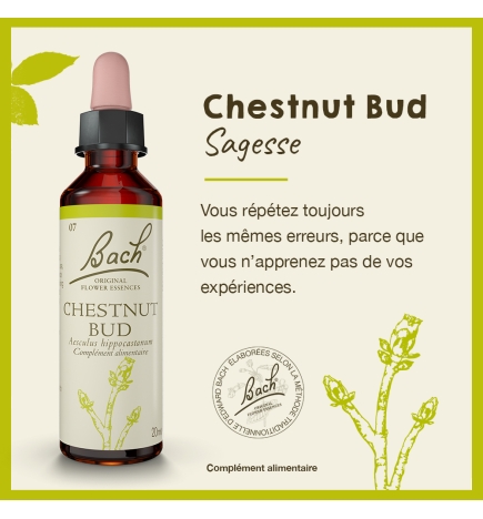 Chestnut Bud fleurs de Bach Original 20 ml (Bourgeon de Marronnier)