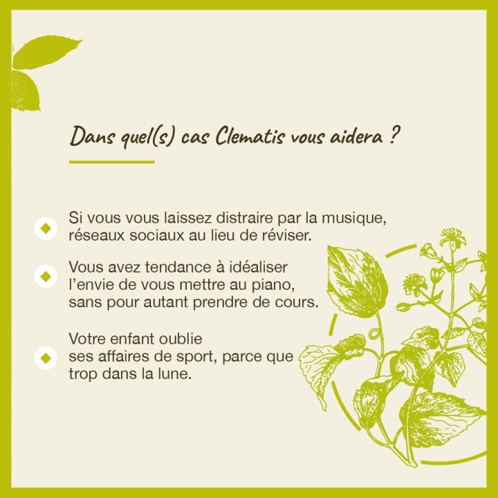 Clematis Bach Original - Fleur de Bach Authentique 20 ml (Clématite) Bach Original Nelsons 4 - mesfleursdebach.com 