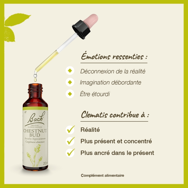Clematis Bach Original - Fleur de Bach Authentique 20 ml (Clématite) Bach Original Nelsons 3 - mesfleursdebach.com 