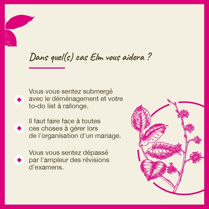 Elm Bach Original - Fleur de Bach Authentique 20 ml (Orme) Bach Original Nelsons 4 - mesfleursdebach.com 