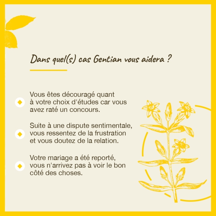Gentian Bach Original - Fleur de Bach Authentique 20 ml (Gentiane) Bach Original Nelsons 4 - mesfleursdebach.com 