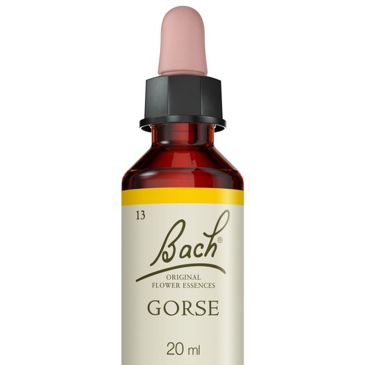 Gorse Bach Original - Fleur de Bach Authentique 20 ml (Ajonc) Bach Original Nelsons 5 - mesfleursdebach.com 