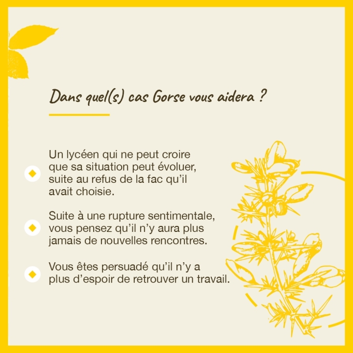 Gorse Bach Original - Fleur de Bach Authentique 20 ml (Ajonc) Bach Original Nelsons 4 - mesfleursdebach.com 