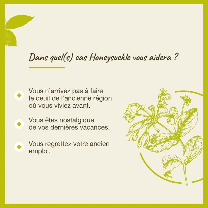 Honeysuckle Bach Original - Fleur de Bach Authentique 20 ml (Chèvrefeuille) Bach Original Nelsons 4 - mesfleursdebach.com 