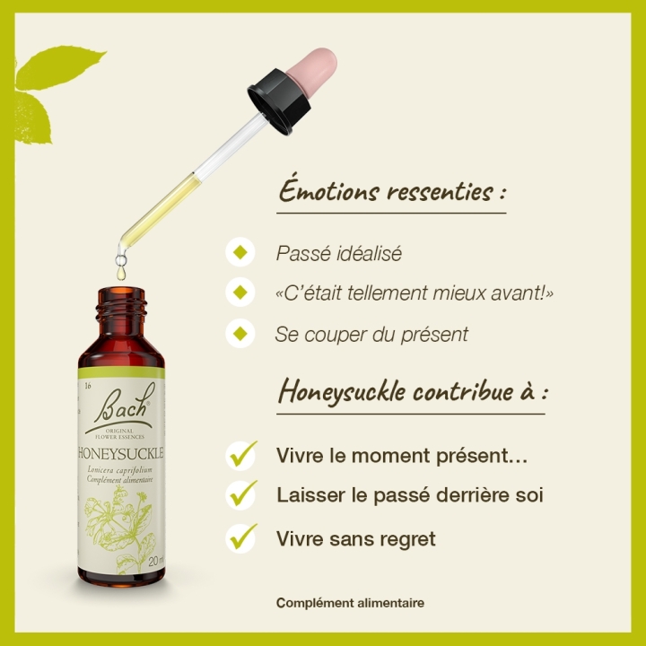 Honeysuckle Bach Original - Fleur de Bach Authentique 20 ml (Chèvrefeuille) Bach Original Nelsons 3 - mesfleursdebach.com 
