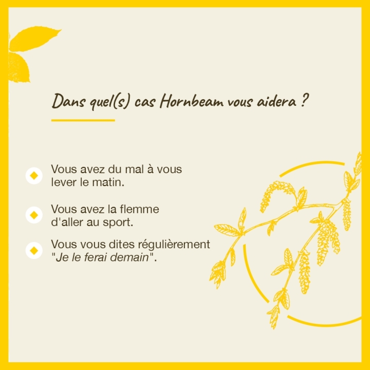 Hornbeam Bach Original - Fleur de Bach Authentique 20 ml (Charme) Bach Original Nelsons 4 - mesfleursdebach.com 