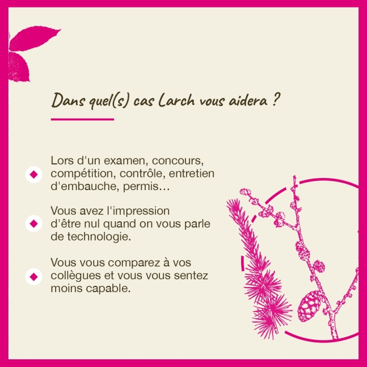 Larch Bach Original - Fleur de Bach Authentique 20 ml (Mélèze) Bach Original Nelsons 4 - mesfleursdebach.com 