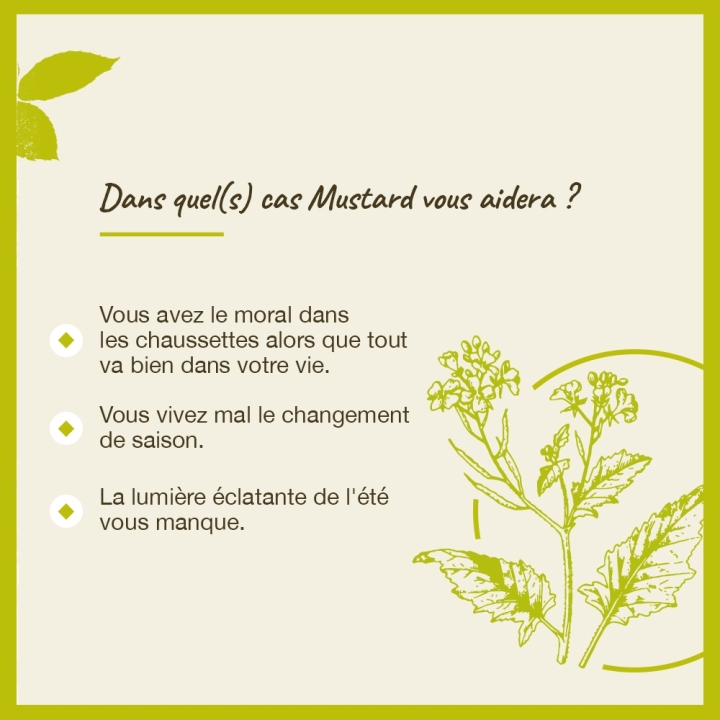 Mustard Bach Original - Fleur de Bach Authentique 20 ml (Moutarde) Bach Original Nelsons 4 - mesfleursdebach.com 
