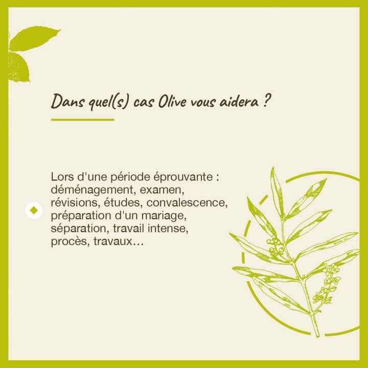 Olive Bach Original - Fleur de Bach Authentique 20 ml (Olive) Bach Original Nelsons 4 - mesfleursdebach.com 