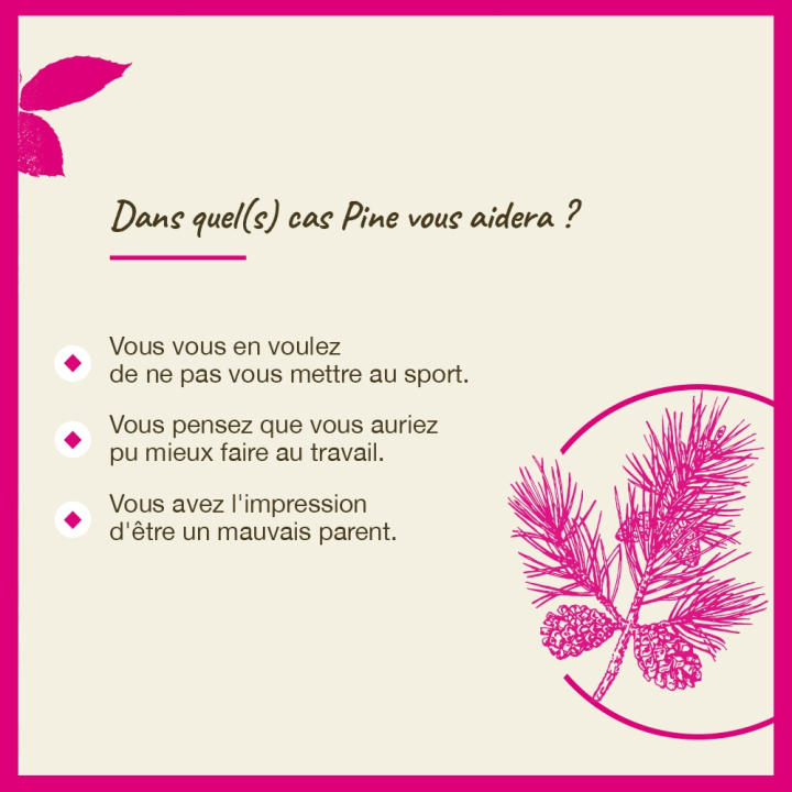 Pine Bach Original - Fleur de Bach Authentique 20 ml (Pin Sylvestre) Bach Original Nelsons 4 - mesfleursdebach.com 