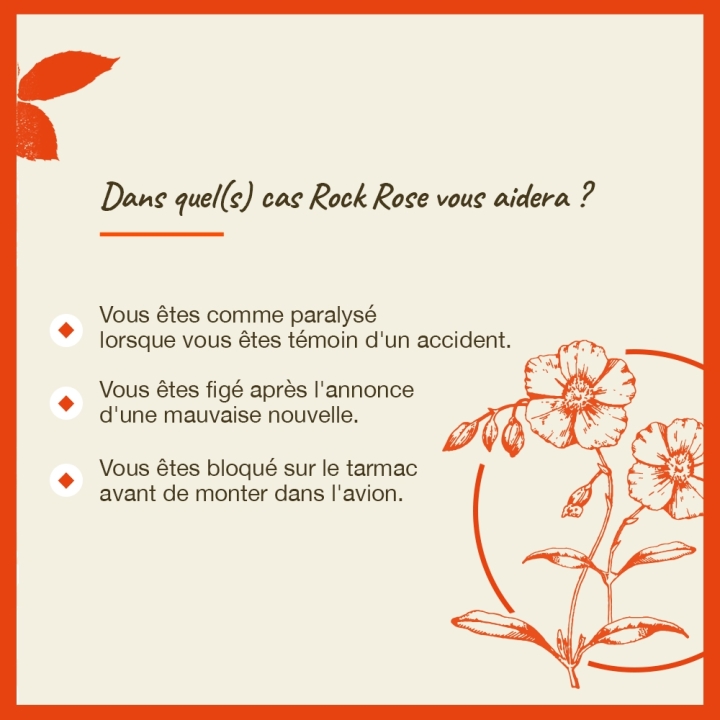 Rock Rose Bach Original - Fleur de Bach Authentique 20 ml (Hélianthème) Bach Original Nelsons 4 - mesfleursdebach.com 