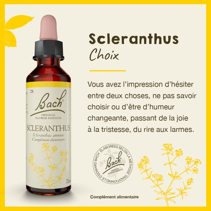 Scleranthus Bach Original - Fleur de Bach Authentique 20 ml (Alène) Bach Original Nelsons 2 - mesfleursdebach.com 
