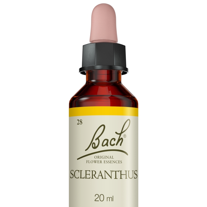 Scleranthus Bach Original - Fleur de Bach Authentique 20 ml (Alène) Bach Original Nelsons 5 - mesfleursdebach.com 