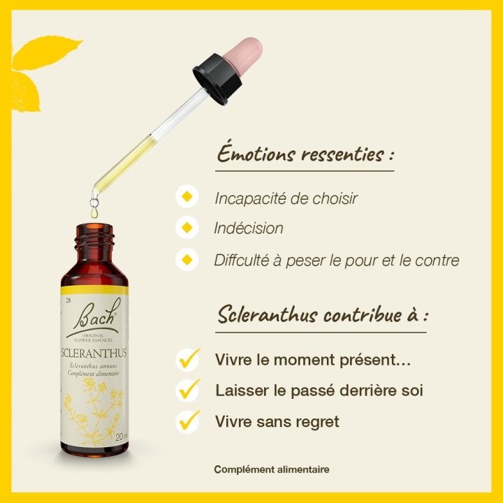 Scleranthus Bach Original - Fleur de Bach Authentique 20 ml (Alène) Bach Original Nelsons 3 - mesfleursdebach.com 