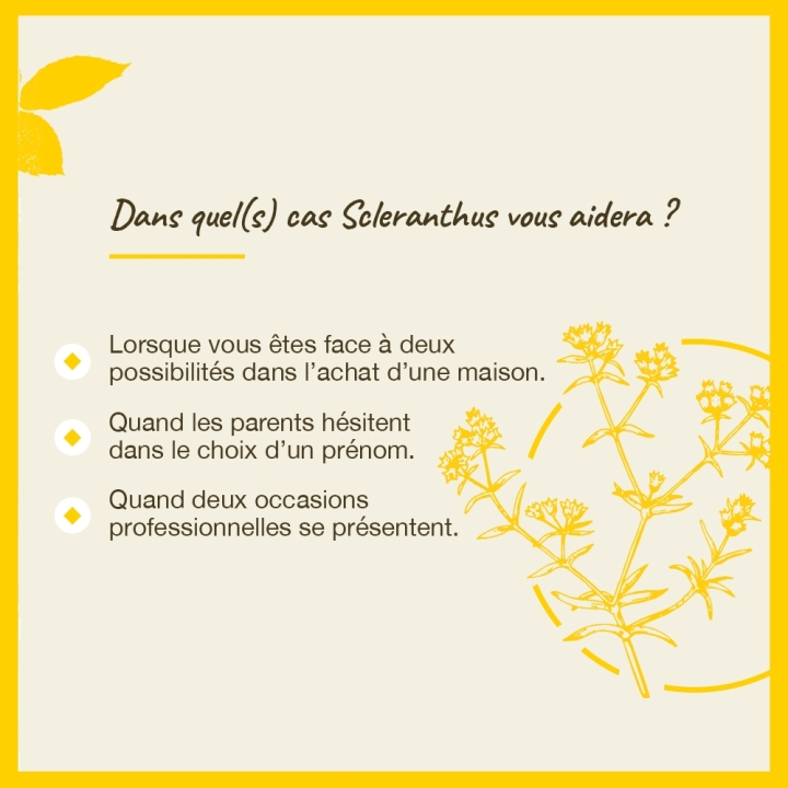 Scleranthus Bach Original - Fleur de Bach Authentique 20 ml (Alène) Bach Original Nelsons 4 - mesfleursdebach.com 
