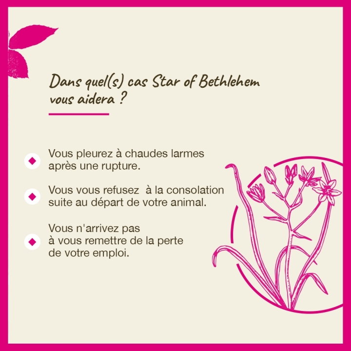 Star of Bethlehem Bach Original - Fleur de Bach Authentique 20 ml (Étoile de Bethléem) Bach Original Nelsons 4 - mesfleursdebach