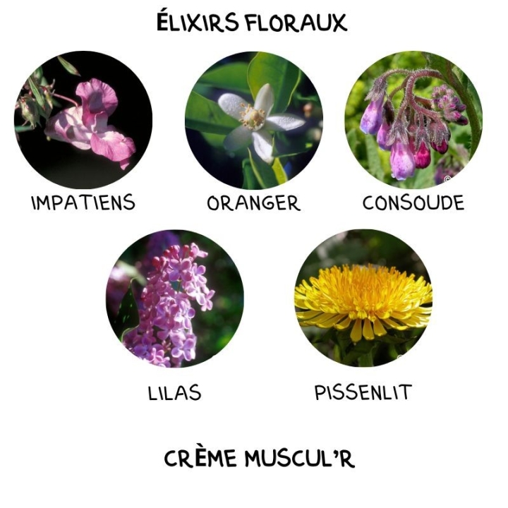 Crème Muscul'r Alchimy Aux Fleurs de Bach et Huiles Essentielles Alchimy 16 - mesfleursdebach.com 
