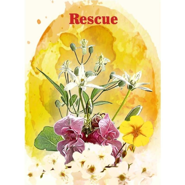 Cartes en bois des 38 fleurs de Bach par Magalie Cortinovis [product.brand] 11 - mesfleursdebach.com 