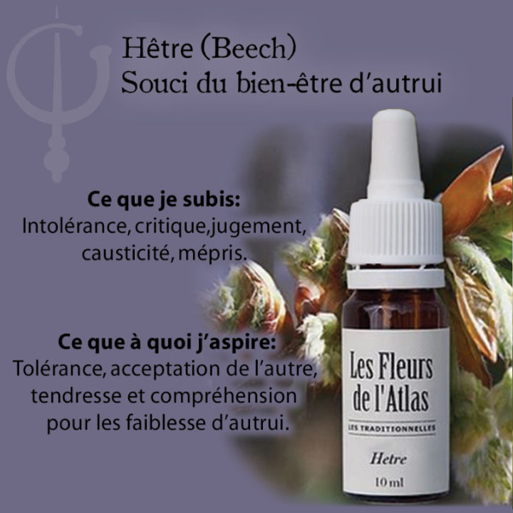 Beech Fleurs de Bach sans alcool - Fleurs de l'Atlas 30 ml (Hêtre) Fleurs de l'Atlas - Sans alcool 3 - mesfleursdebach.com 