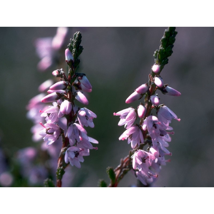 Sur les Traces du Dr Bach et de ses Fleurs de Julian Barnard Mes Fleurs de BACH 6 - mesfleursdebach.com 