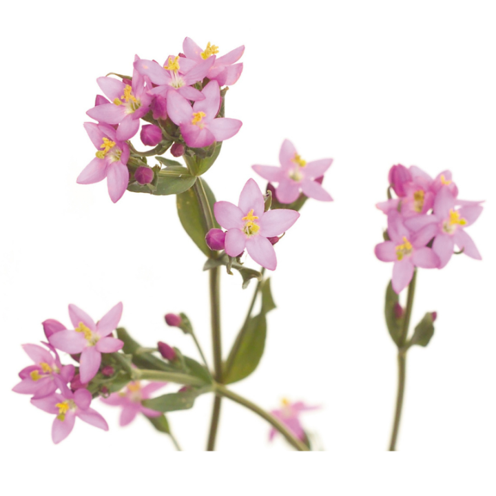 Centaury Fleurs de Bach sans alcool -Fleurs de l'Atlas 30 ml (Centaurée) Fleurs de l'Atlas - Sans alcool 2 - mesfleursdebach.com