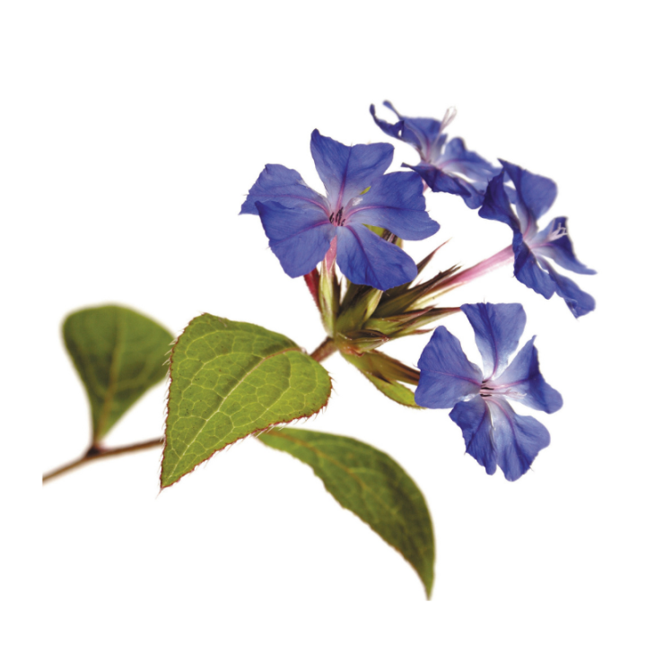 Cerato Fleurs de Bach sans alcool - Fleurs de l'Atlas 30 ml (Plumbago) Fleurs de l'Atlas - Sans alcool 2 - mesfleursdebach.com 