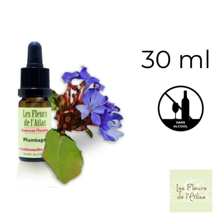 Cerato Fleurs de Bach sans alcool - Fleurs de l'Atlas 30 ml (Plumbago) Fleurs de l'Atlas - Sans alcool 1 - mesfleursdebach.com 