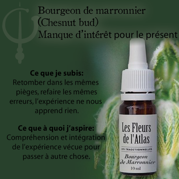 Chestnut Bud Fleurs de Bach sans alcool - Fleurs de l'Atlas 30 ml (Bourgeon de Marronnier) Fleurs de l'Atlas - Sans alcool 3 - m