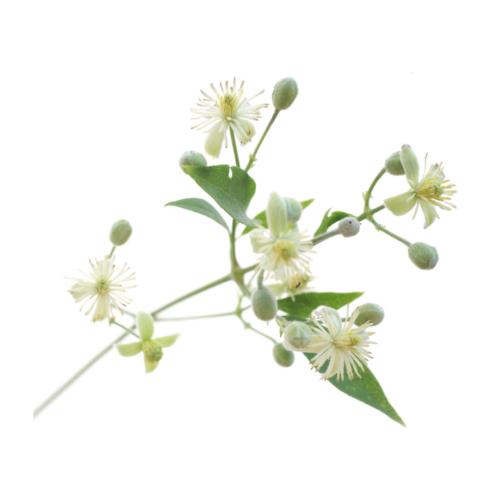 Clematis Fleurs de Bach sans alcool - Fleurs de l'Atlas 30 ml (Clématite) Fleurs de l'Atlas - Sans alcool 2 - mesfleursdebach.co